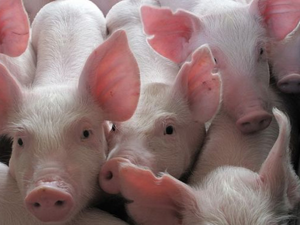 B族維生素對豬的影響